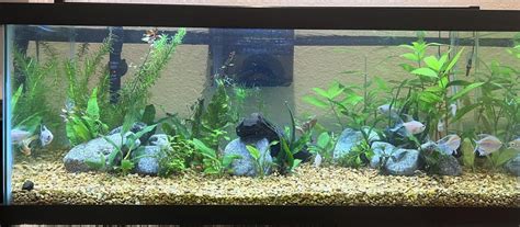 aquarium advice|Iba pa.